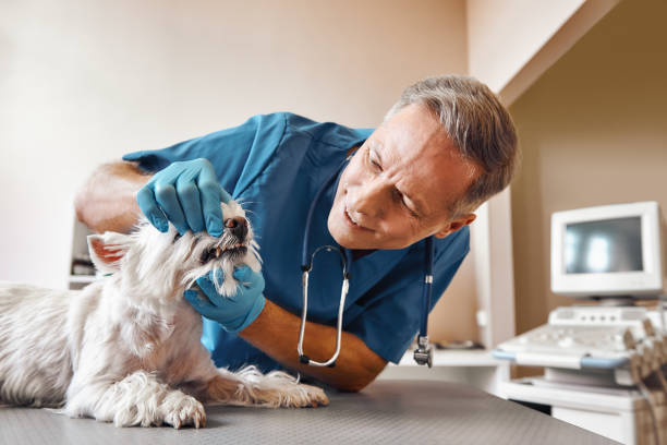 Best Emergency Dental Care for Broken or Chipped Teeth in Lisbon, ND